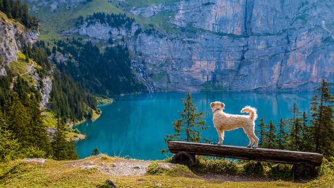 Dog Watching a Mountain Lake [Artificial Intelligence Understanding]
